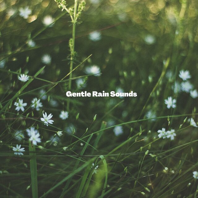 Gentle Rain Sounds