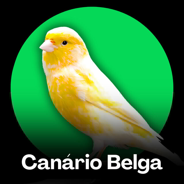 Cantos de Canário Belga (Treinamento)