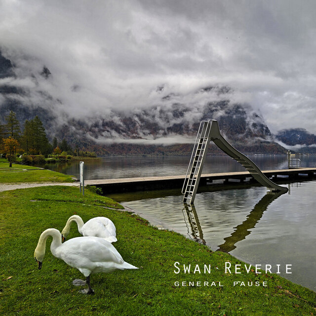 Swan Reverie