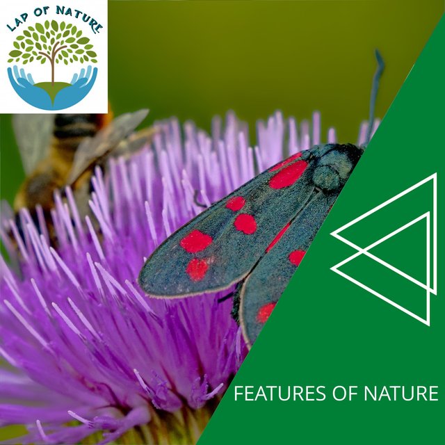 Features of Nature