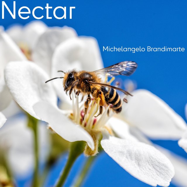 nectar