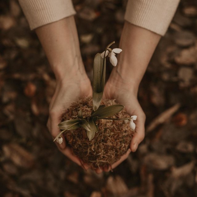 Leaf Litter