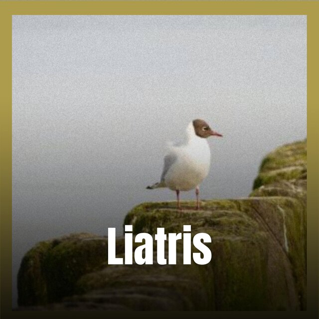 Liatris