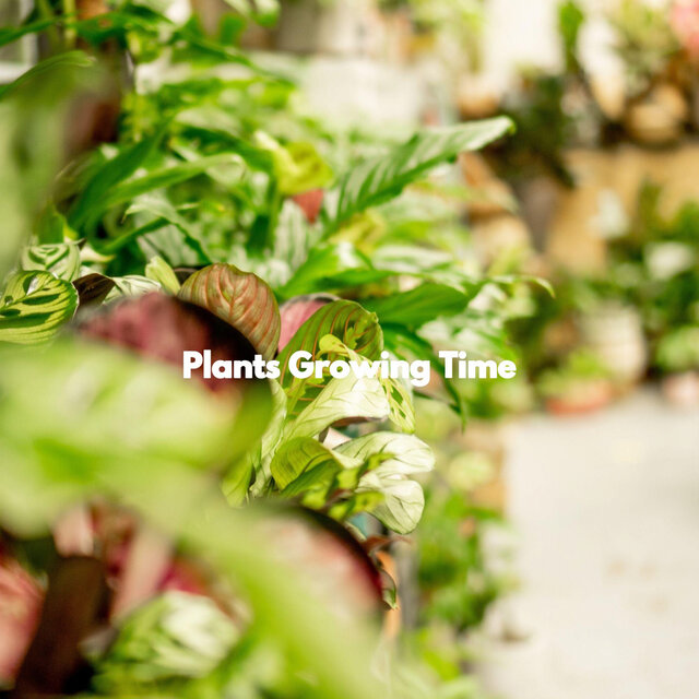 Plants Growing Time