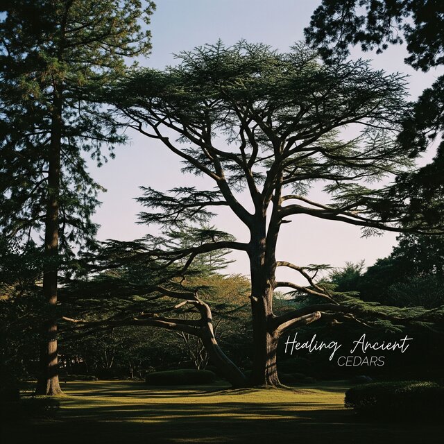 Healing Ancient Cedars
