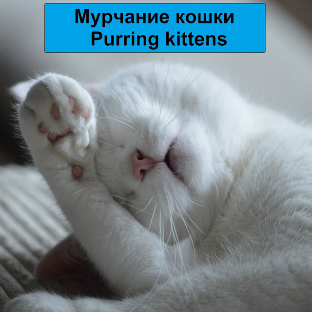 Мурчание кошки Purring kittens