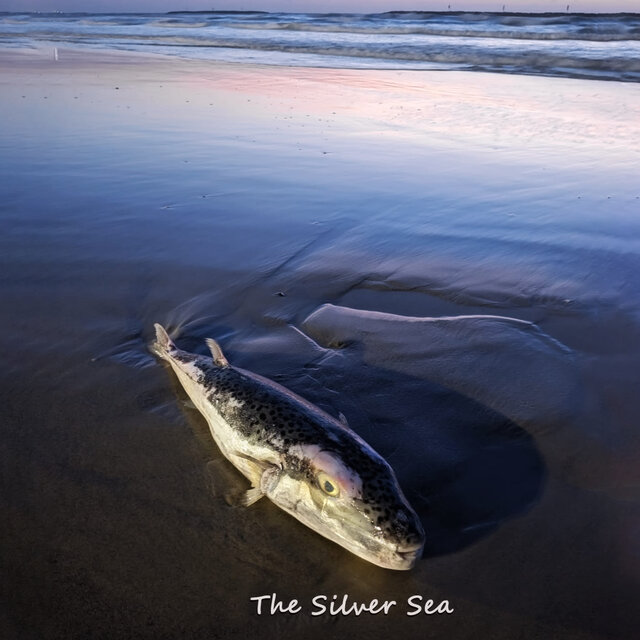The Silver Sea