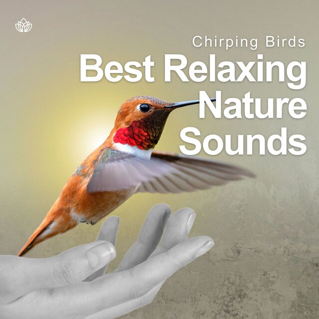 Best Relaxing Nature Sounds - Chirping Birds