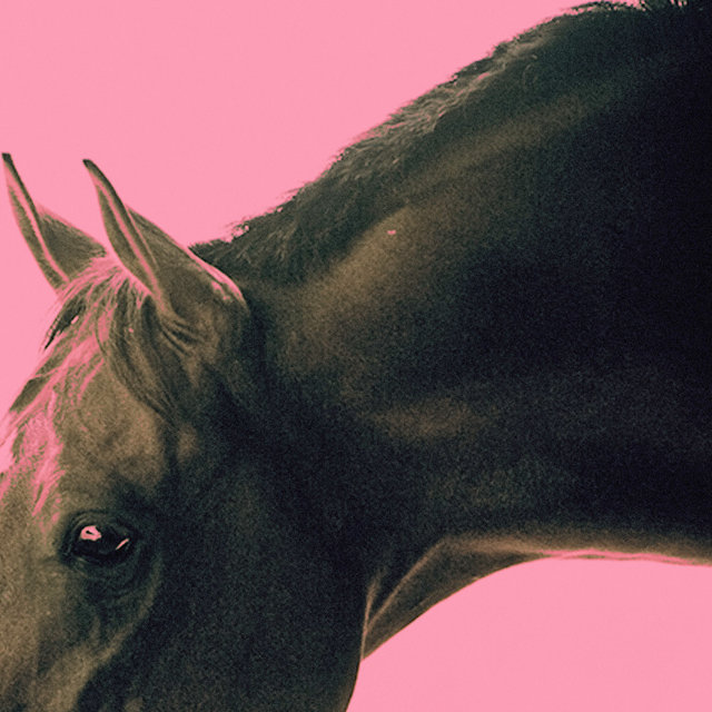 Cavalo e Catarse