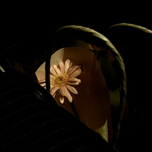 Gerbera