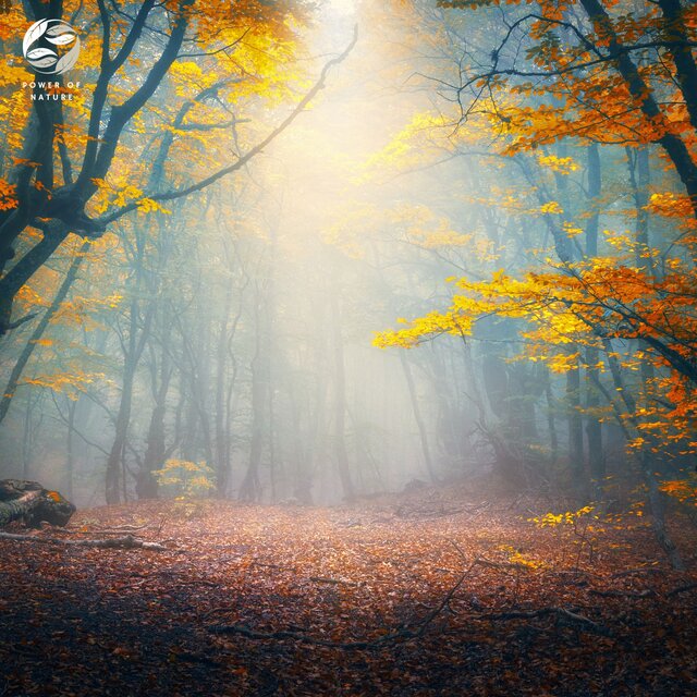 Piano Echoes Through Enchanted Woods