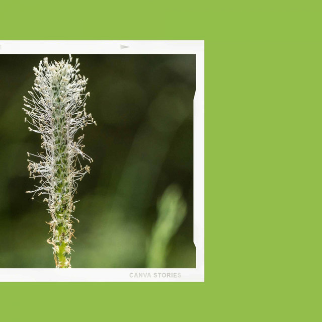 Backdrop for Fresh Spring - Jazz Ballad