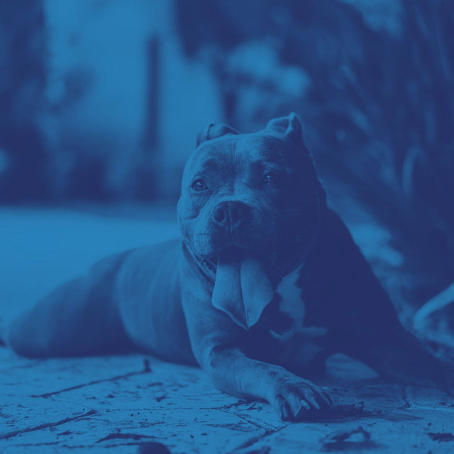 Music - Dog Anxiety