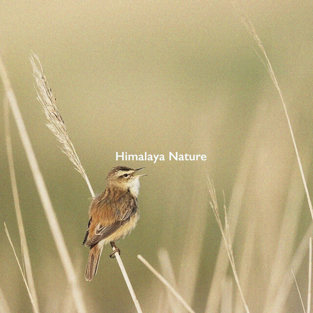 Himalaya Bird Sounds