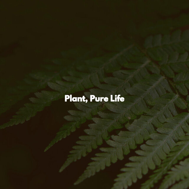 Plant, Pure Life