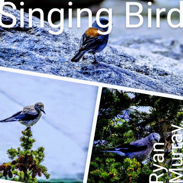 Singing Bird