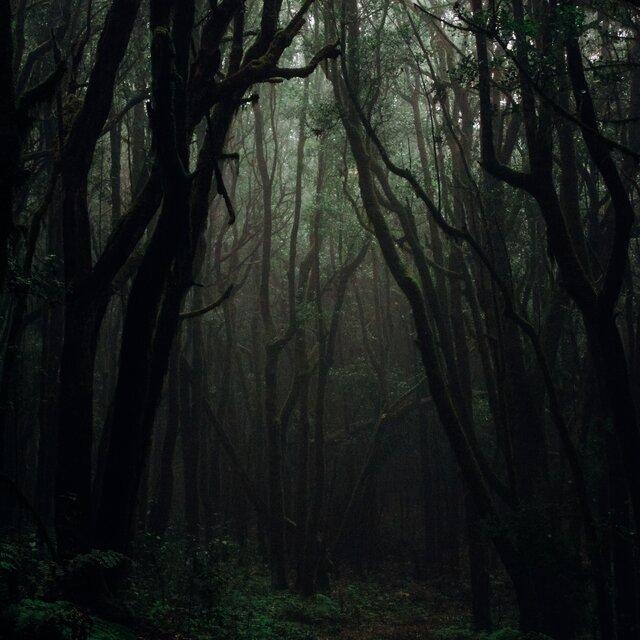 Jungle