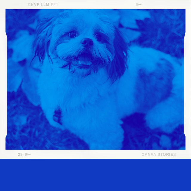 Music for Relaxing Your Dog - Fabulous Easy Listening
