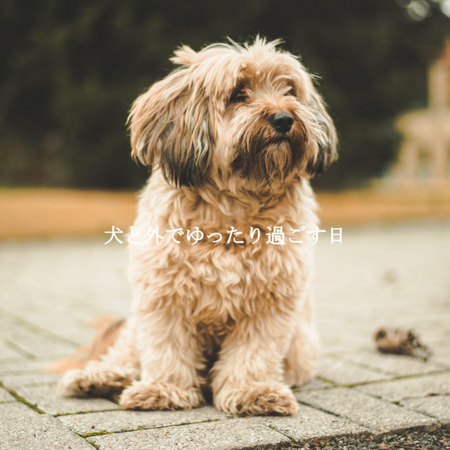 犬と外でゆったり過ごす日
