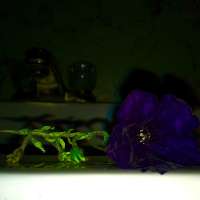 Moth
