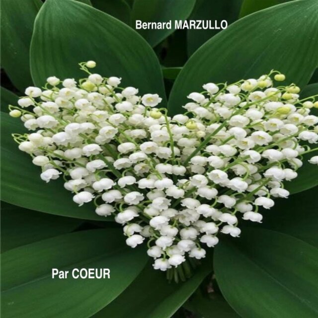Par Coeur