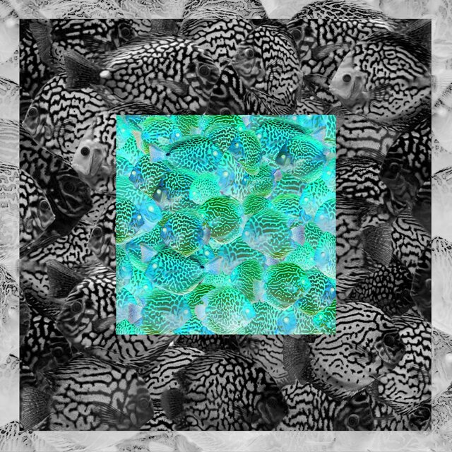 Symphysodon: Instrumentals And More
