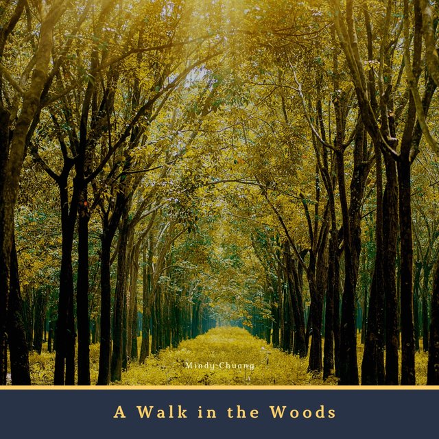 A Walk in the Woods