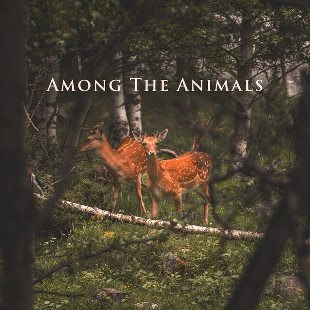 Among The Animals