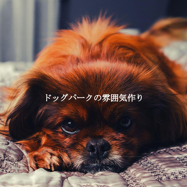 ドッグパークの雰囲気作り