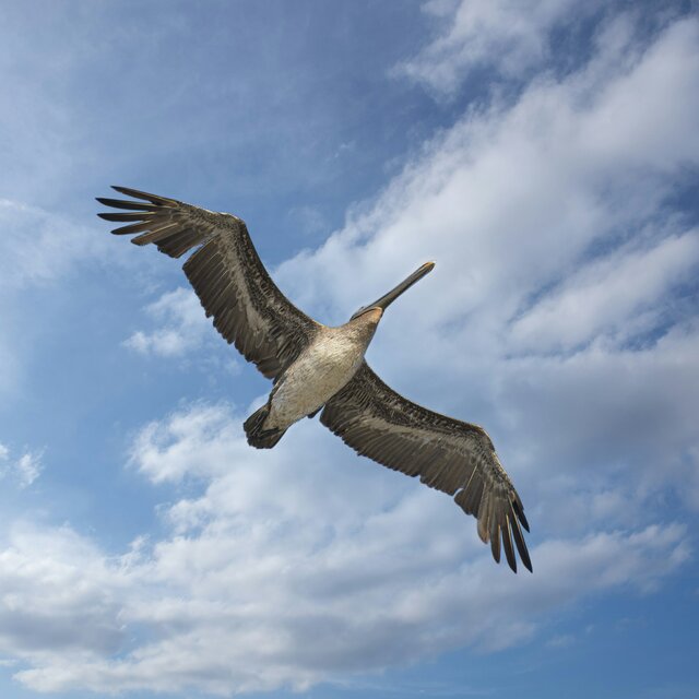 Pelican