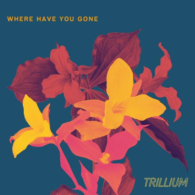 Where Have You Gone