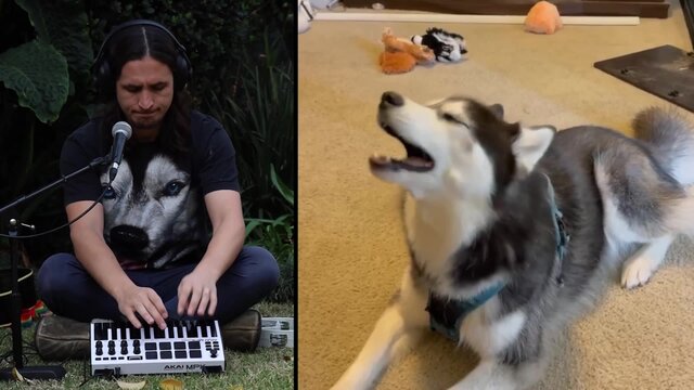 Ancient Husky Melody