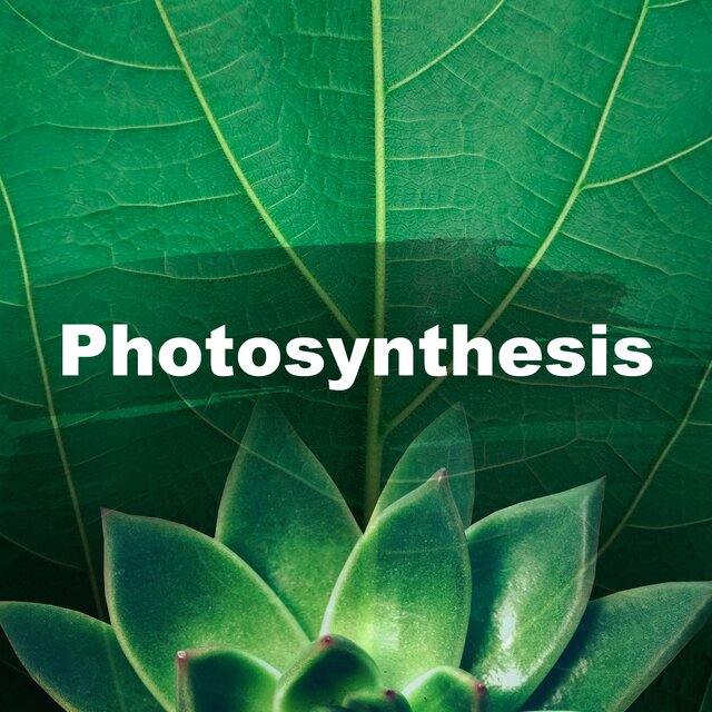 Photosynthesis