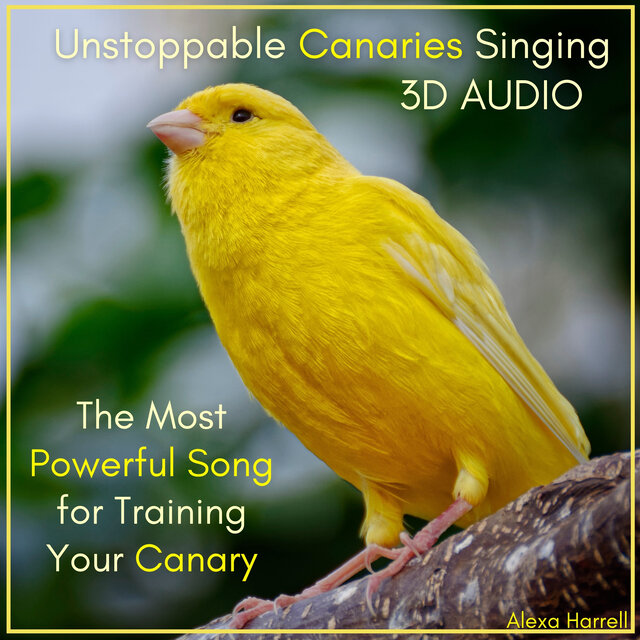 3D AUDIO - Unstoppable Canaries Singing - The Most Powerful Song for Training Your Canary