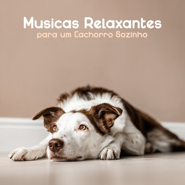 Músicas Relaxantes ​​para um Cachorro Sozinho