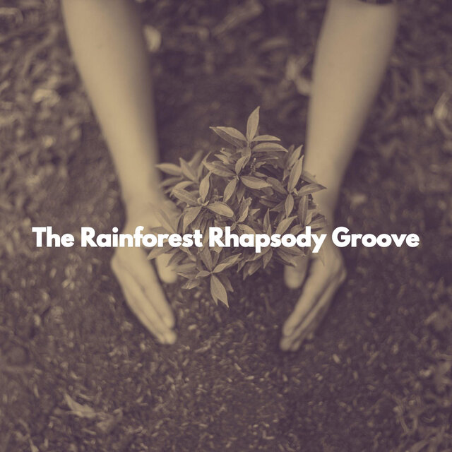 The Rainforest Rhapsody Groove