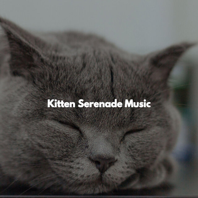 Kitten Serenade Music