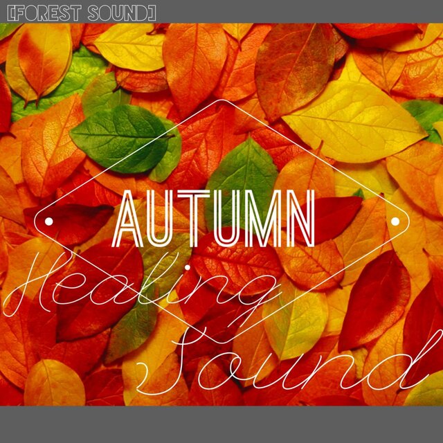 The Sound of rain in the autumn forest