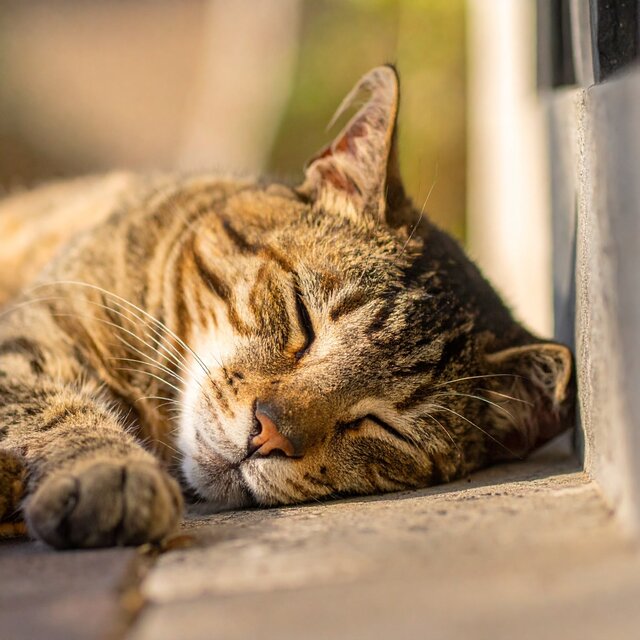 Ritmos De Hip Hop Que Arropan A Los Gatos Por La Noche