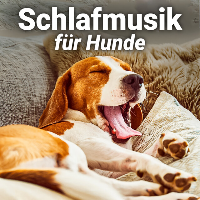 Schlafmusik für Hunde