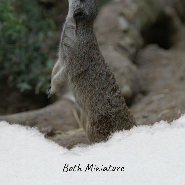 Both Miniature
