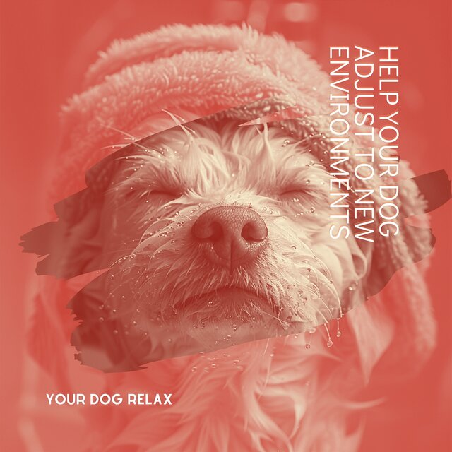 Help Your Dog Adjust to New Environments