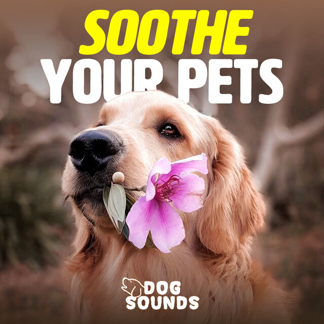 Soothe Your Pets