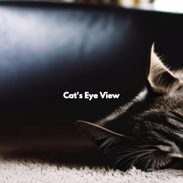 Cat's Eye View