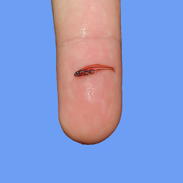 Cover art for album Oxis 8 by Oxis