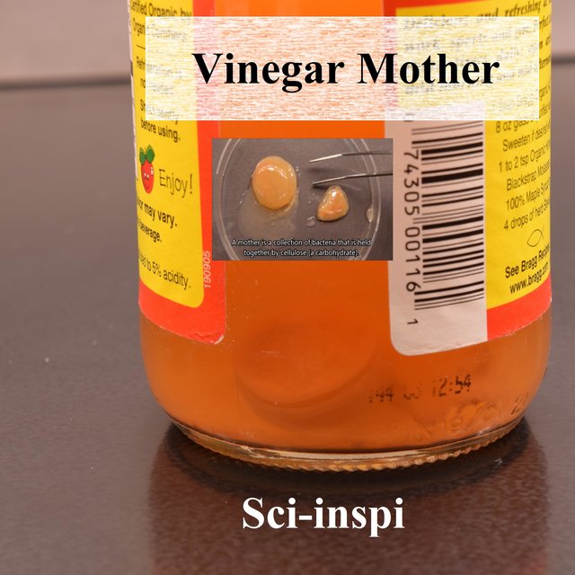 Vinegar Mother
