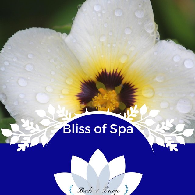 Bliss Of Spa