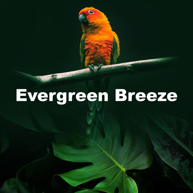 Evergreen Breeze