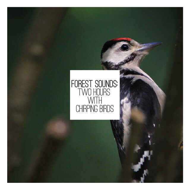 Forest Sounds: Two Hours with Chirping Birds