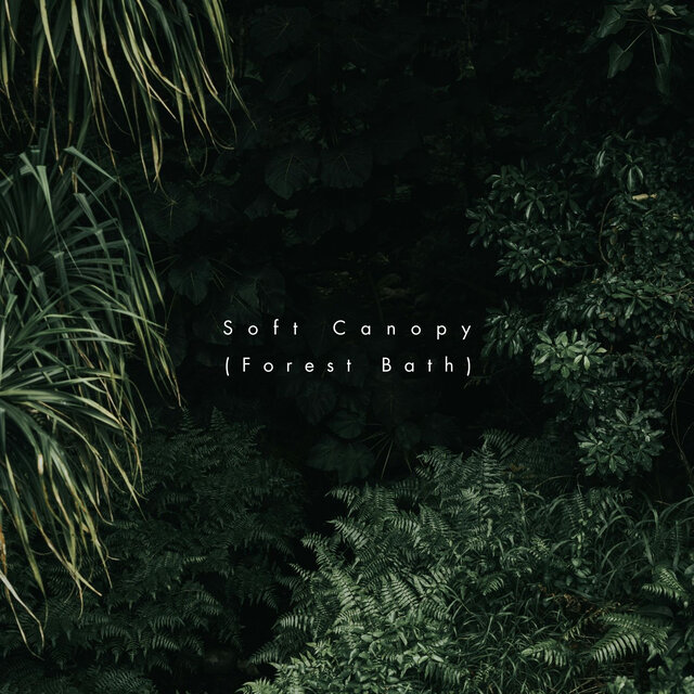 Soft Canopy (Forest Bath)